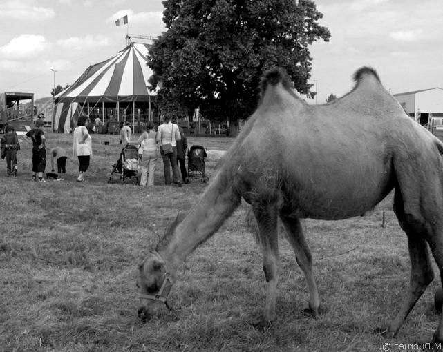cirque Fratellini-chameau-photo michel ducruet-2010