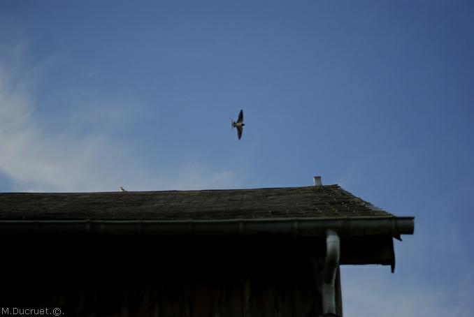hirondelle-swallow-michel ducruet-2010