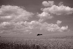 blé de juillet-normandie-photo michel ducruet-2010