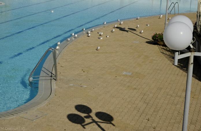 mouettes à la piscine-photo michel ducruet