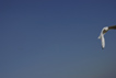 mouette plein ciel-photo michel ducruet