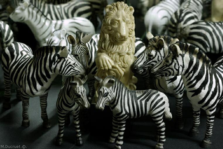 le lion et les zebres, photo michel ducruet,2010