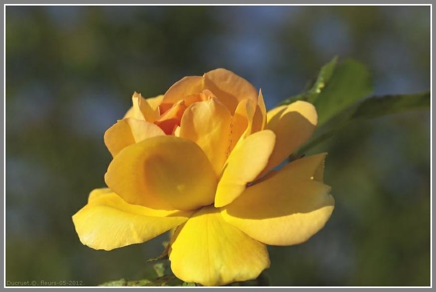 Iris, pavots, roses. photo michel ducruet. 2012