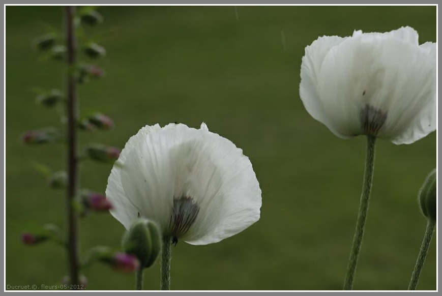 Iris, pavots, roses. photo michel ducruet. 2012