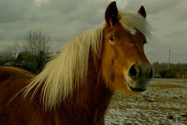 chuchoter avec un cheval. photo michel ducruet. 2009