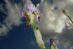 Iris sur fond de ciel nuageux