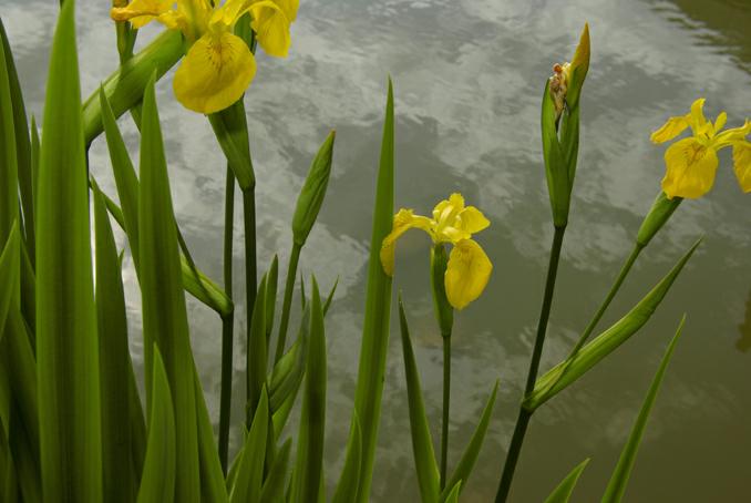 iris au bord de l'eau-verneusses-photo michel ducruet