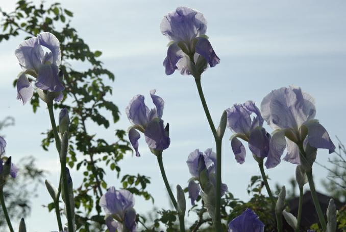 iris bleus-verneusses-photo michel ducruet