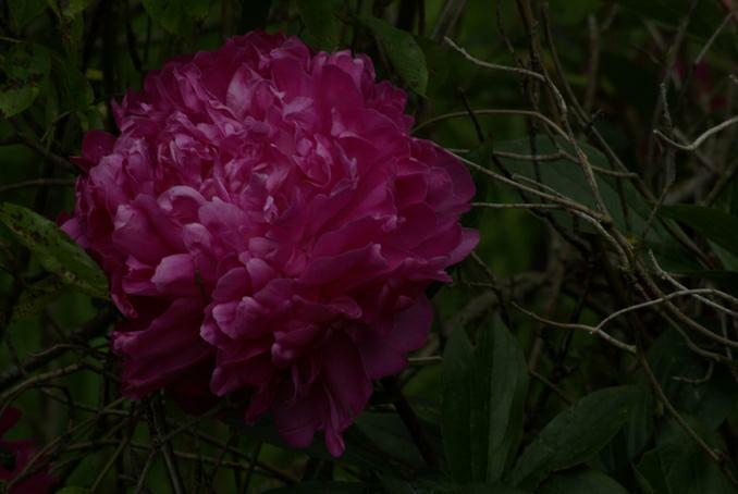 pivoine rose  fond noir.photo michel ducruet.