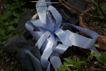 ruban bleu sur une tombe. photo michel ducruet.2009