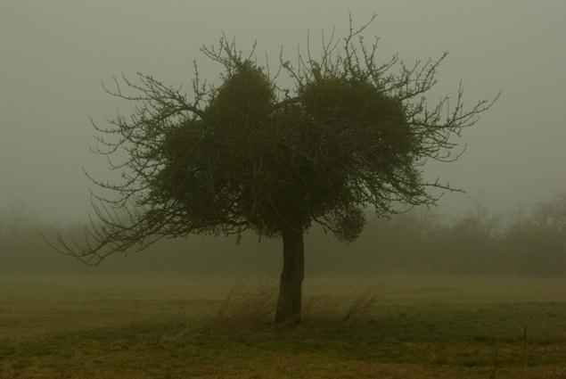 Vieil arbre dans la brume. photo michel ducruet.