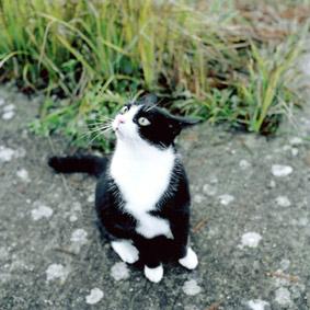 chat noir et blanc. photo diane ducruet.