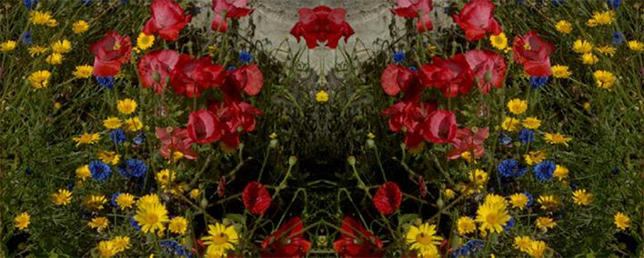 tapis de fleurs. photo michel ducruet.
