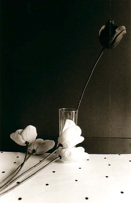 photo michel ducruet, nature morte à la tulipe, still life with a tulip