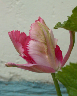 tulipe gracieuse