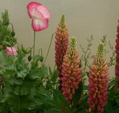 fleurs de rhtorique et fleurs des champs. pavot et lupins. photo michel ducruet. verneusses