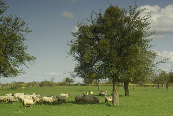 moutons. Verneusses.  photo Michel Ducruet