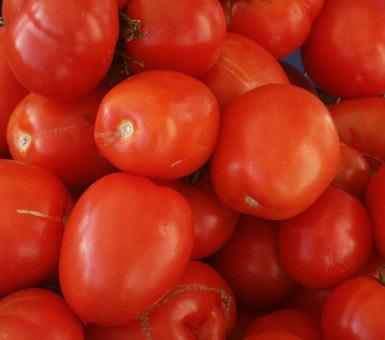 tomates pour les lus