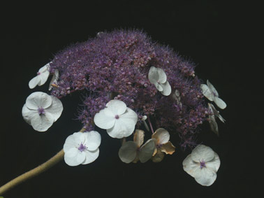 fleurs d'hortensia.cervelle. photo michel ducruet.