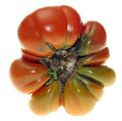 tomate marmande, photo michel ducruet 2008